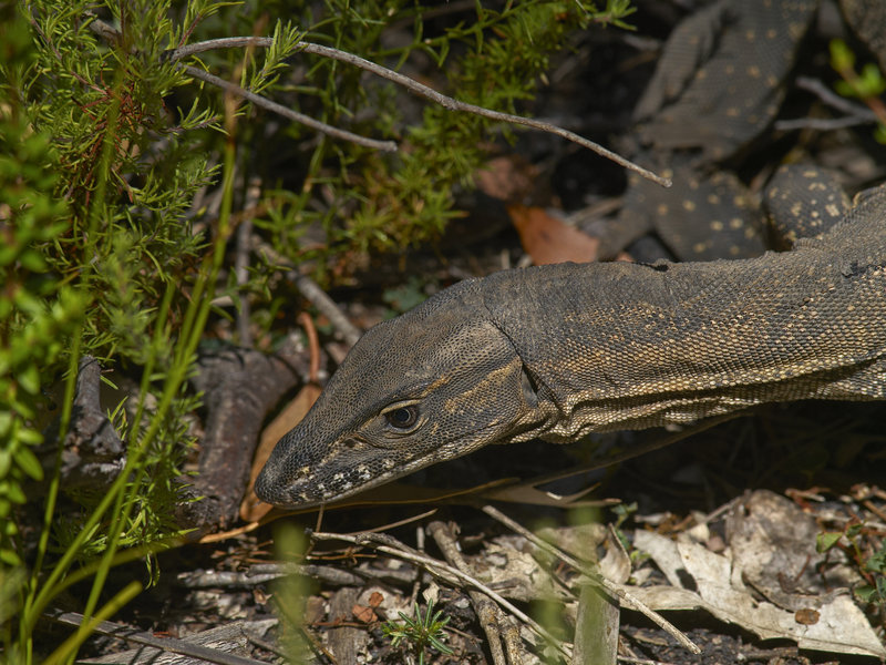 Kangaroo Island, Goanna